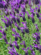 Bild von Schopf-Lavendel im Onlineshop von Bohlken Pflanzenversand GbR