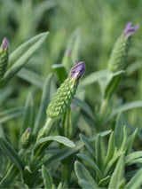 Bild von Schopf-Lavendel im Onlineshop von Bohlken Pflanzenversand GbR