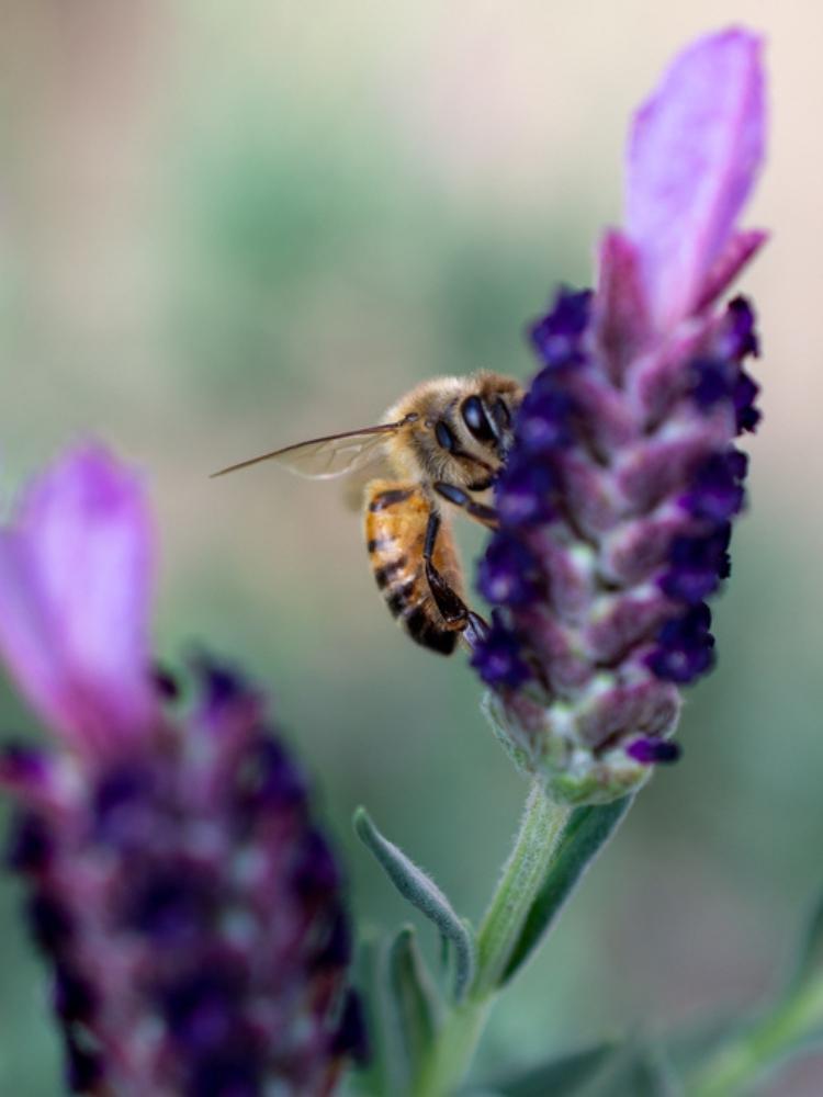 Bild von Schopf-Lavendel im Onlineshop von Bohlken Pflanzenversand GbR