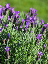 Bild von Schopf-Lavendel im Onlineshop von Bohlken Pflanzenversand GbR