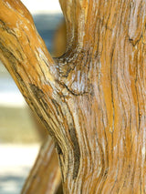 Bild von Sieben-Söhne-des-Himmels-Strauch, Heptacodium miconioides im Onlineshop von Bohlken Pflanzenversand GbR