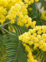 Bild von Silber-Akazie, Falsche Mimose im Onlineshop von Bohlken Pflanzenversand GbR