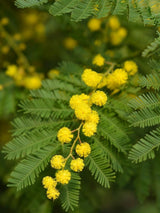 Bild von Silber-Akazie, Falsche Mimose im Onlineshop von Bohlken Pflanzenversand GbR