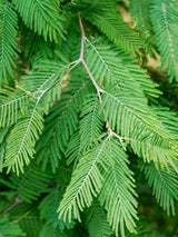 Bild von Silber-Akazie, Falsche Mimose im Onlineshop von Bohlken Pflanzenversand GbR