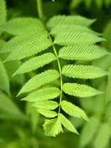 Artikelbild Fiederspiere 'Matcha Ball' ® im Online-Shop der Bohlken Baumschulen