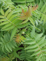 Artikelbild Fiederspiere 'Matcha Ball' ® im Online-Shop der Bohlken Baumschulen