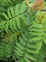 Artikelbild Fiederspiere 'Matcha Ball' ® im Online-Shop der Bohlken Baumschulen