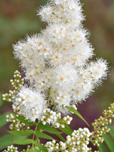 Artikelbild Fiederspiere 'Matcha Ball' ® im Online-Shop der Bohlken Baumschulen