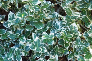 Bild von Spindelstrauch, Kriechspindel 'Emerald'n Gaiety' im Onlineshop von Bohlken Pflanzenversand GbR