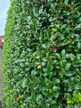 Bild von Stechpalme 'Heckenfee'® im Onlineshop von Bohlken Pflanzenversand GbR