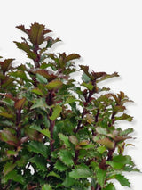 Bild von Stechpalme 'Little Rascal'® im Onlineshop von Bohlken Pflanzenversand GbR