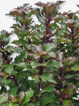 Bild von Stechpalme 'Little Rascal'® im Onlineshop von Bohlken Pflanzenversand GbR