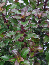 Bild von Stechpalme 'Little Rascal'® im Onlineshop von Bohlken Pflanzenversand GbR