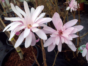 Bild von Sternmagnolie 'Rosea' im Onlineshop von Bohlken Pflanzenversand GbR