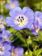 Bild von Storchschnabel 'Rozanne' ® im Onlineshop von Bohlken Pflanzenversand GbR