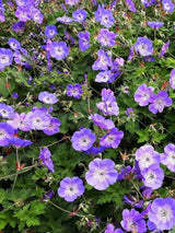 Bild von Storchschnabel 'Rozanne' ® im Onlineshop von Bohlken Pflanzenversand GbR