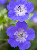 Bild von Storchschnabel 'Rozanne' ® im Onlineshop von Bohlken Pflanzenversand GbR