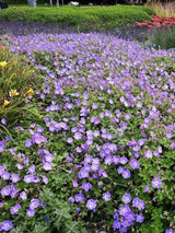 Bild von Storchschnabel 'Rozanne' ® im Onlineshop von Bohlken Pflanzenversand GbR