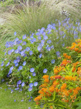 Bild von Storchschnabel 'Rozanne' ® im Onlineshop von Bohlken Pflanzenversand GbR