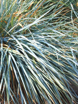 Bild von Strandroggen 'Blue Dune' im Onlineshop von Bohlken Pflanzenversand GbR