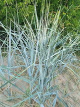 Bild von Strandroggen 'Blue Dune' im Onlineshop von Bohlken Pflanzenversand GbR