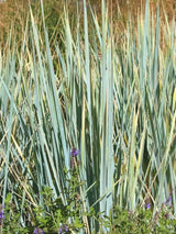 Bild von Strandroggen 'Blue Dune' im Onlineshop von Bohlken Pflanzenversand GbR