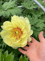 Bild von Strauchpfingstrose 'Bartzella' im Onlineshop von Bohlken Pflanzenversand GbR