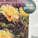 Bild von Strauchpfingstrose 'Bartzella' im Onlineshop von Bohlken Pflanzenversand GbR