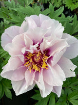 Bild von Strauchpfingstrose 'Cora Louise' im Onlineshop von Bohlken Pflanzenversand GbR