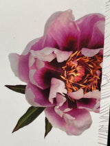 Bild von Strauchpfingstrose 'Cora Louise' im Onlineshop von Bohlken Pflanzenversand GbR