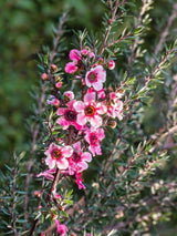 Bild von Südseemyrte 'Princess Primanuka' im Onlineshop von Bohlken Pflanzenversand GbR