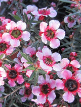 Bild von Südseemyrte 'Princess Primanuka' im Onlineshop von Bohlken Pflanzenversand GbR