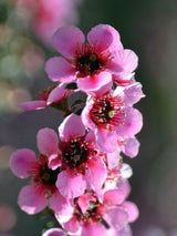 Bild von Südseemyrte 'Princess Primanuka' im Onlineshop von Bohlken Pflanzenversand GbR