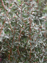 Bild von Südseemyrte 'Princess Primanuka' im Onlineshop von Bohlken Pflanzenversand GbR