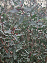 Bild von Südseemyrte 'Princess Primanuka' im Onlineshop von Bohlken Pflanzenversand GbR