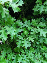 Bild von Sumpf-Eiche 'Green Dwarf' im Onlineshop von Bohlken Pflanzenversand GbR