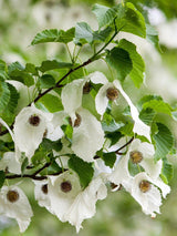 Bild von Taschentuchbaum, Taubenbaum im Onlineshop von Bohlken Pflanzenversand GbR