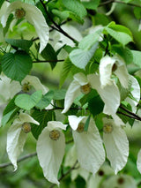 Bild von Taschentuchbaum, Taubenbaum im Onlineshop von Bohlken Pflanzenversand GbR