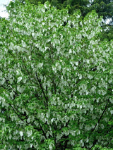 Bild von Taschentuchbaum, Taubenbaum im Onlineshop von Bohlken Pflanzenversand GbR