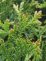 Bild für den Artikel Hiba-Lebensbaum im Online-Shop der Bohlken Baumschulen