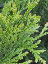 Bild für den Artikel Hiba-Lebensbaum im Online-Shop der Bohlken Baumschulen