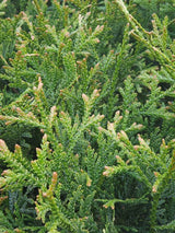 Bild für den Artikel Hiba-Lebensbaum im Online-Shop der Bohlken Baumschulen