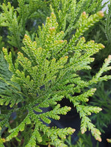 Bild für den Artikel Hiba-Lebensbaum im Online-Shop der Bohlken Baumschulen