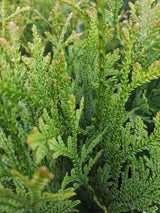 Bild für den Artikel Hiba-Lebensbaum im Online-Shop der Bohlken Baumschulen