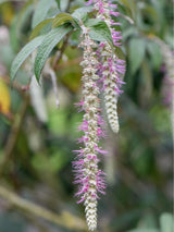 Bild von Tränender Schmetterlingsstrauch im Onlineshop von Bohlken Pflanzenversand GbR