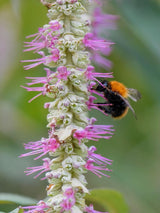 Bild von Tränender Schmetterlingsstrauch im Onlineshop von Bohlken Pflanzenversand GbR