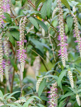 Bild von Tränender Schmetterlingsstrauch im Onlineshop von Bohlken Pflanzenversand GbR