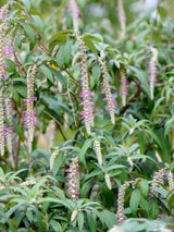 Bild von Tränender Schmetterlingsstrauch im Onlineshop von Bohlken Pflanzenversand GbR