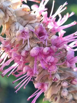 Bild von Tränender Schmetterlingsstrauch im Onlineshop von Bohlken Pflanzenversand GbR