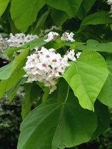 Bild von Trompetenbaum im Onlineshop von Bohlken Pflanzenversand GbR